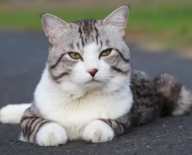 吸猫大会:混血猫nyankichi - 知乎