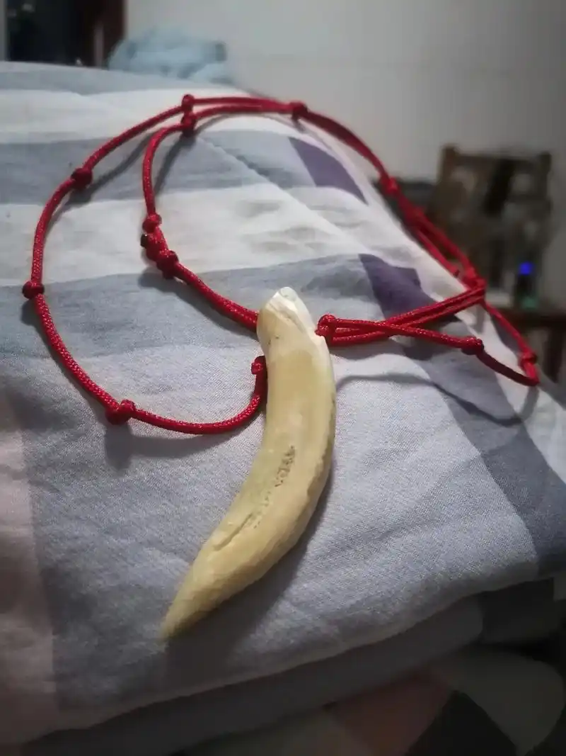 今天找到几颗野猪牙,打造两串项链,一个挂件.亲们喜欢吗? - 抖音