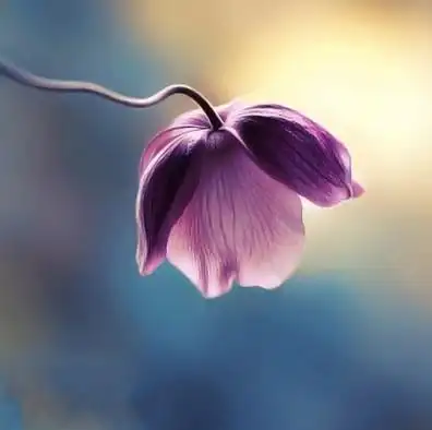 唯美花朵伤感意境图片大全赏析