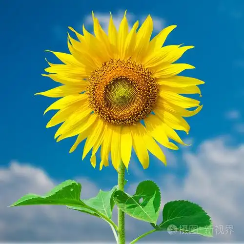 蓝蓝的天空背景单一太阳花