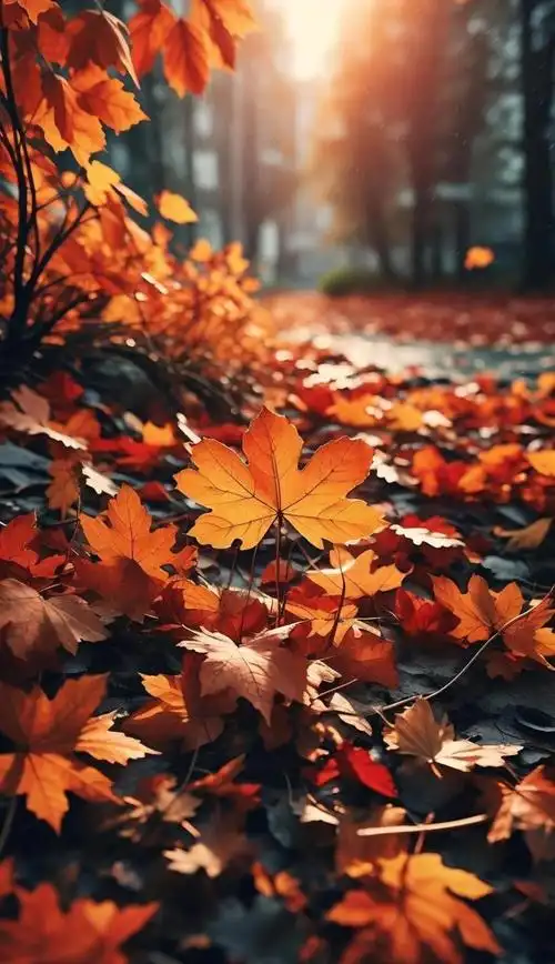 🍂秋叶的韵味:感悟深秋的唯美时刻🍁