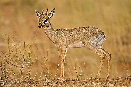 非洲,肯尼亚,小,羚羊