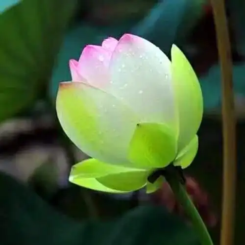 佛系图片头像禅意荷花 独一无二的佛系莲花图片微信头像_微信头像