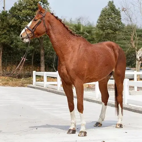 出售| 8匹优质好马在寻找他的主人