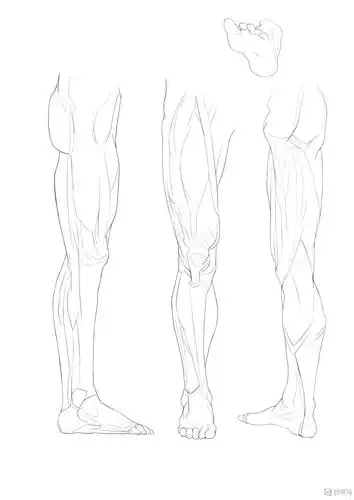 临摹腿—腿部人体肌肉结构入门训练