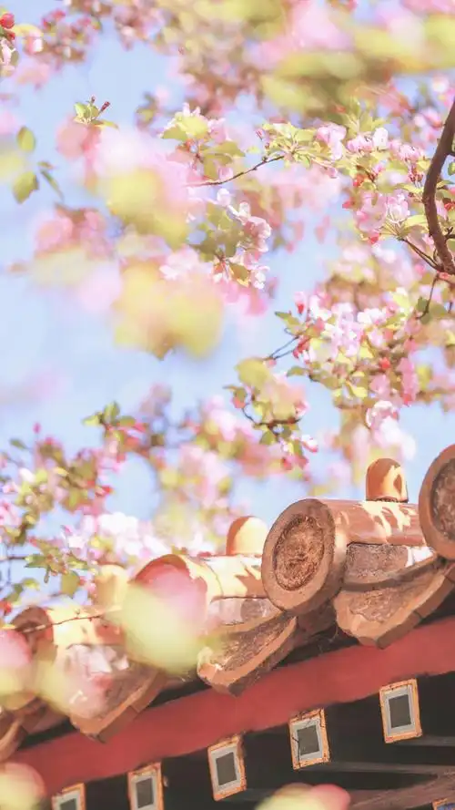 故宫樱花风景手机壁纸图片