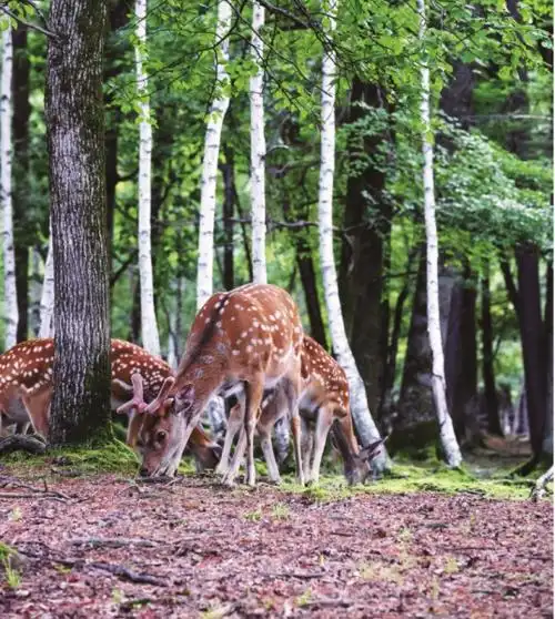 梅花鹿在长白山原始森林中觅食.