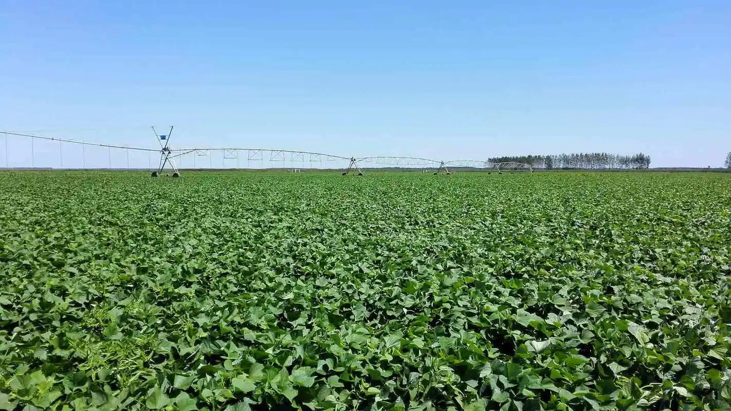 为什么红薯多品种混栽会导致减产?