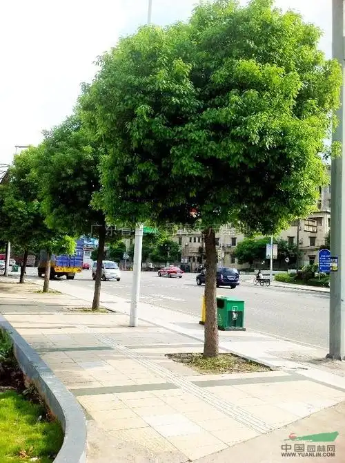 行道树17cm香樟行情报价行道树17cm香樟图片展示