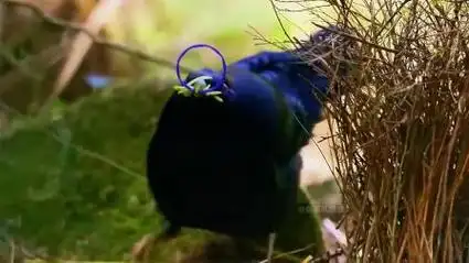 阿法六线风鸟-雀形极乐鸟科鸟类