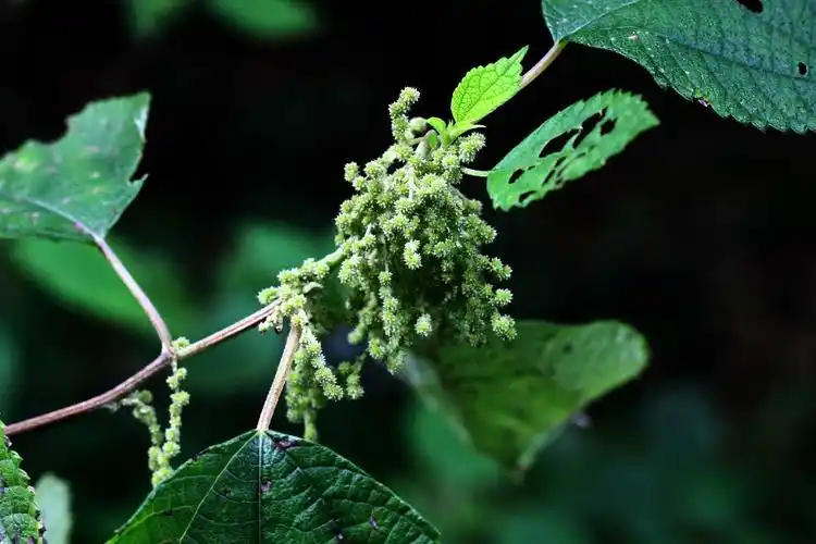 苎麻荨麻科苎麻属