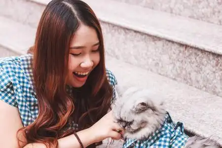 猫和人玩耍一个年轻的亚洲女人和她的波斯猫玩耍的特写镜头.照片