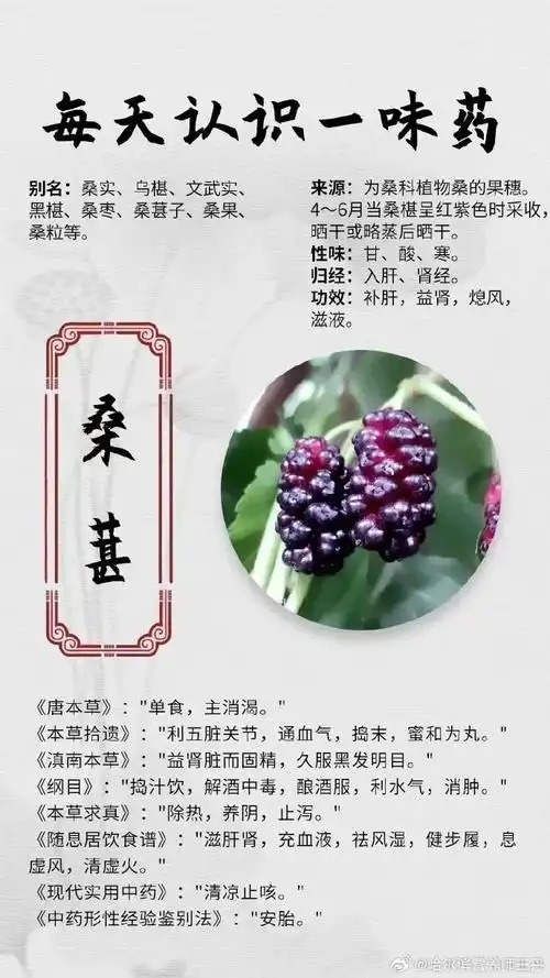 【每天认识一味药】[玫瑰]桑葚87别名:桑实,乌椹,文武实,黑椹,桑枣