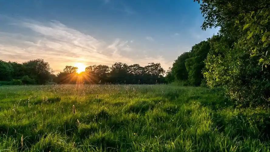 属鸡几点出生最好属鸡哪天出生大富大贵