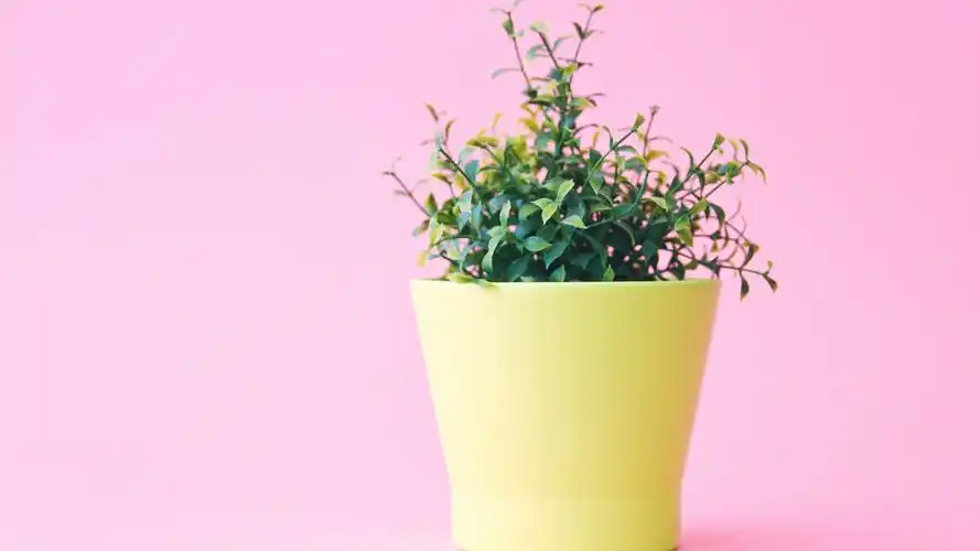 少女心壁纸【36】