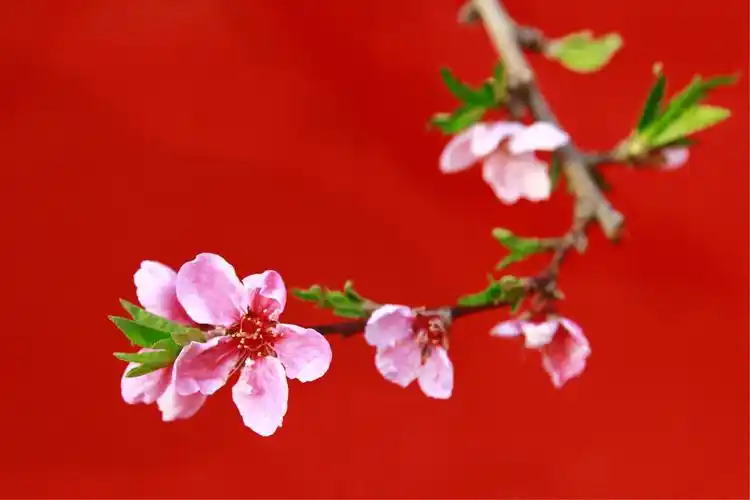 杏花,桃花相映红