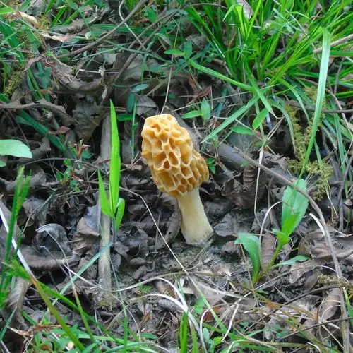 羊肚正宗纯野野生干货特级蘑菇50g天然食用菌羊肚菌