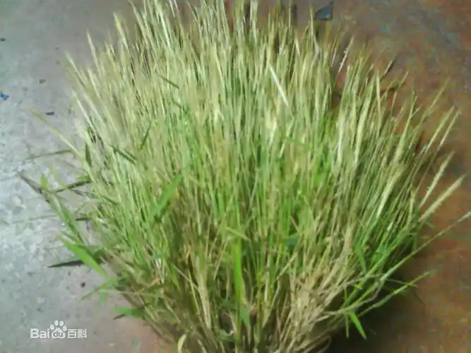 猫毛草图册_百度百科