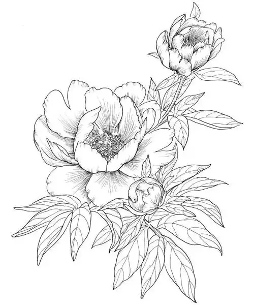 上苑中学"线上欣赏,线下体验"——走进艺术的世界(一)学习针管笔花卉