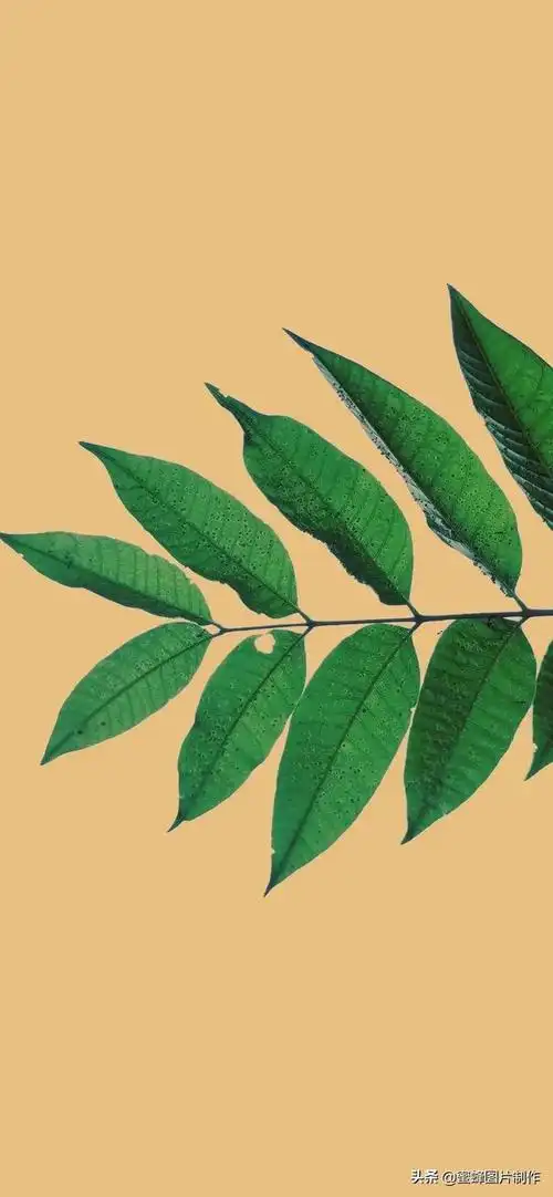 本文关键词:护眼壁纸2022最新壁纸,护眼壁纸 绿色 全屏 背景图片,护眼