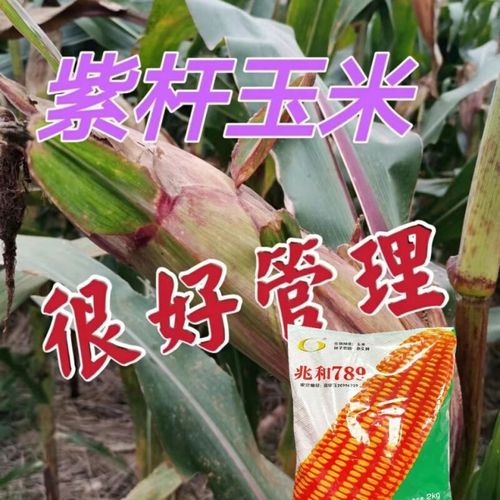 兆和789高产紫杆紫叶玉米种子国审矮杆大穗抗病抗倒抗旱涝玉米种 2斤