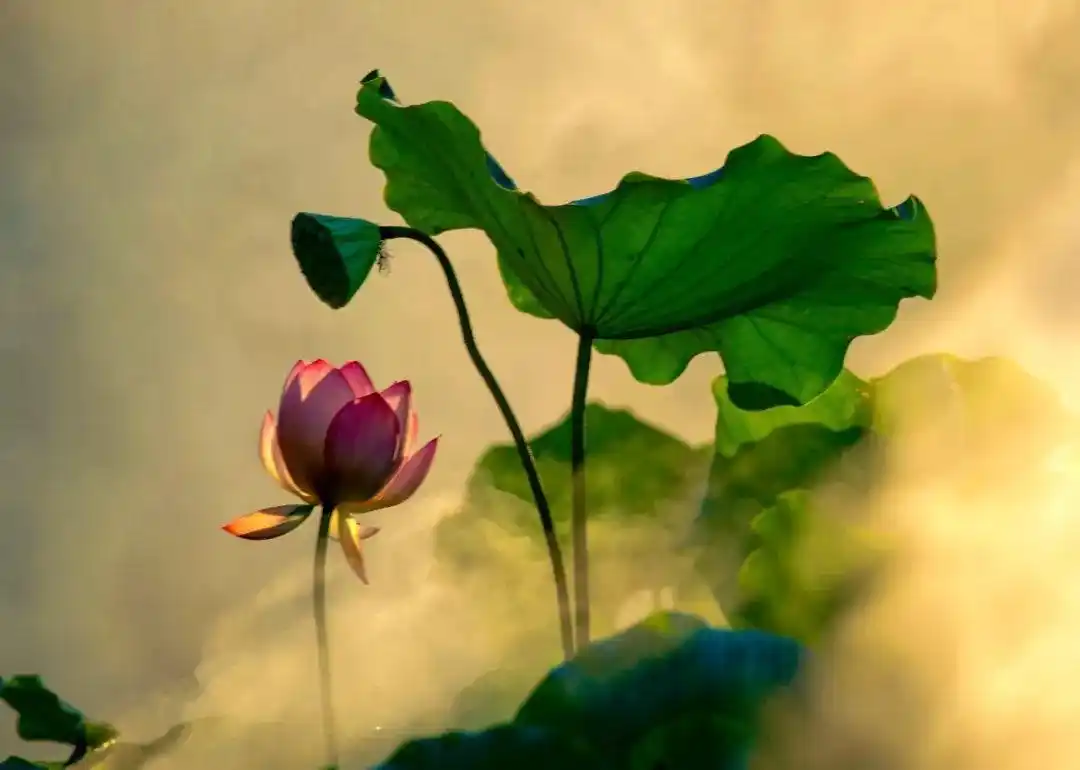 今天带你看遍绝色禅荷花岛里的娇花和美人