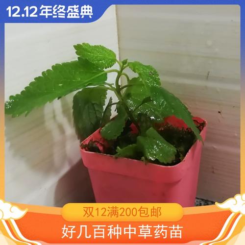 香茶菜蛇总管山薄荷蛇通管窗台客厅庭院阳台中药药材绿植盆栽苗