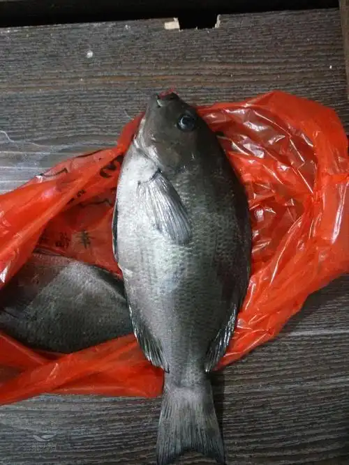 小舅子拿了两条黑毛鱼来,这要怎么煮?据说很贵!