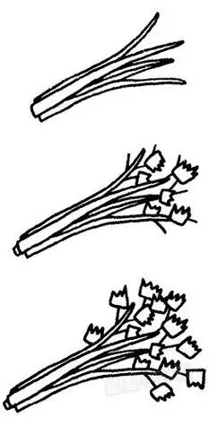 芹菜简笔画图解芹菜怎么画芹菜简笔画简单彩色芹菜的简笔画画法步骤图