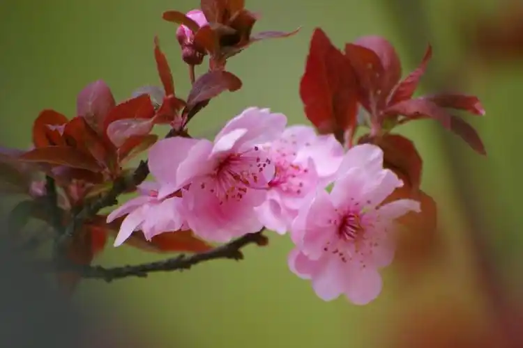 美人梅(紫叶梅)