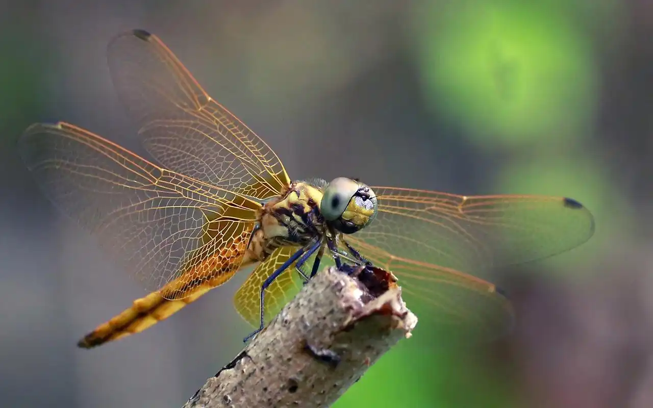 荷叶上的蜻蜓微距高清摄影图片桌面壁纸
