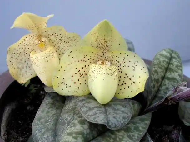 p>虎斑兜兰(学名: i>paphiopedilum markianum /i>)兰科, a target="