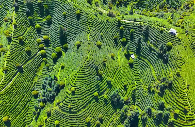 江西宜黄绿水青山育好茶