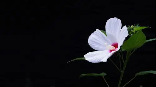 1920x1080分辨率高清护眼壁纸:那些花儿(6张)