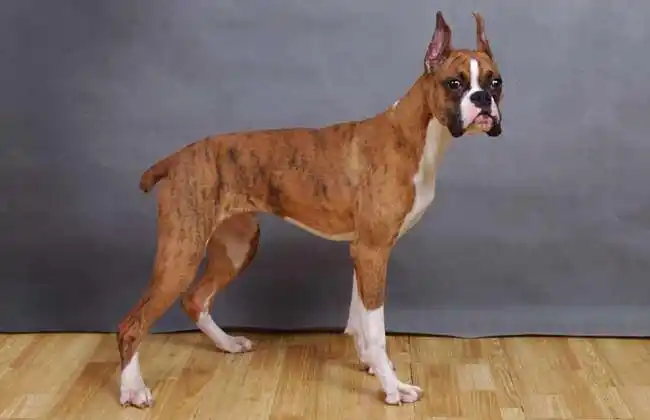 盘点一下世界十大名犬(2)