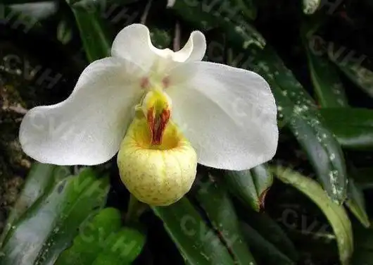 荔波白花兜兰成为黔南花展标价冠军