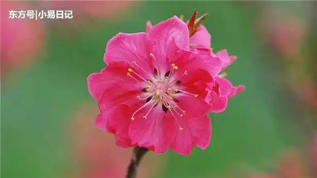 2021年生肖龙往年桃花运到达高峰的月份