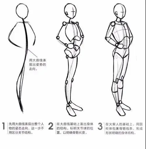 ②在大曲线基础上画出身体的结构.