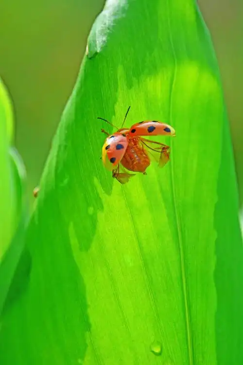江苏省无锡市锡山区.|瓢虫|锡山区|野趣_新浪新闻