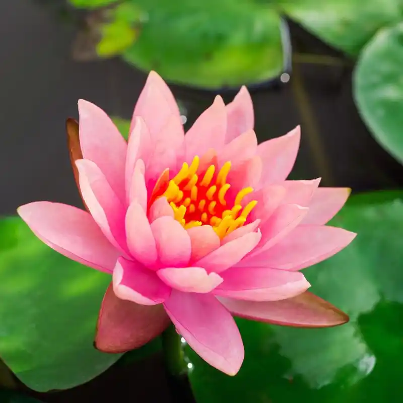 莲花粉色,热带粉红荷花池中的美丽.