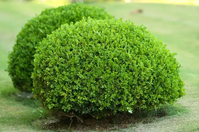 自己种灌木可以砍伐吗?_田野风(广州)生态园林有限公司