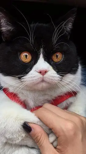 黑白英短绝育1300