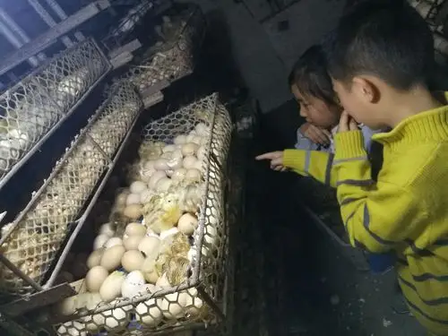 区肖桥幼儿园大班科学活动 写美篇  孩子们通过观看小鸡破壳的过程