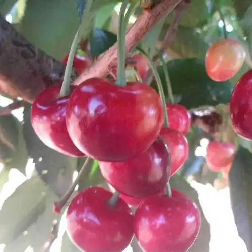 罗亚明大樱桃苗美国来的新品种,填补了我国南方无法种植大樱桃苗的