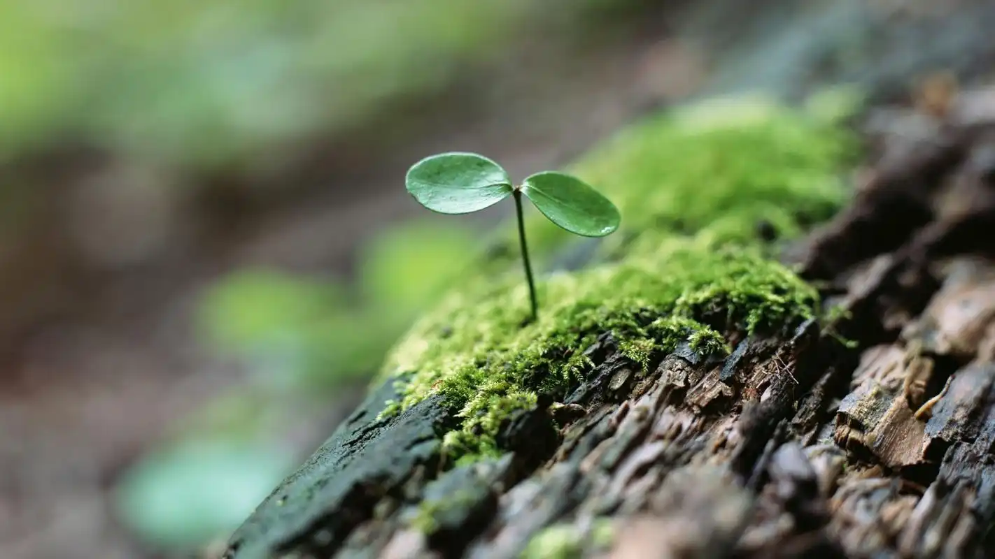 小清新新生绿芽唯美高清桌面壁纸