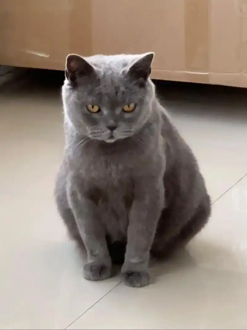 三月八号,教育路北区捡到英短蓝猫一只,经检查已怀孕,猫咪很乖 - 抖音