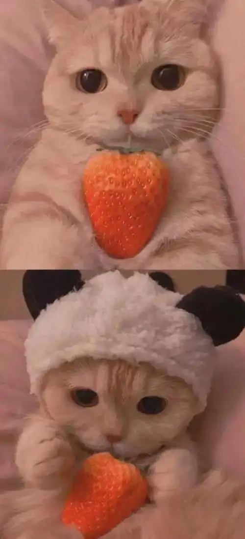 可爱小清新唯美温暖治愈系手机壁纸高清无水印