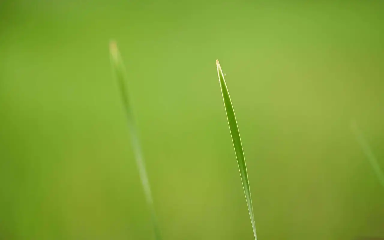 小清新养眼绿色植物高清桌面壁纸