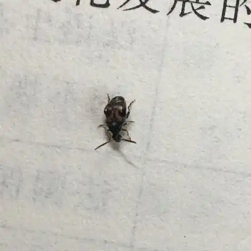 最近宿舍位置和床上有小虫子,疑似红豆虫?