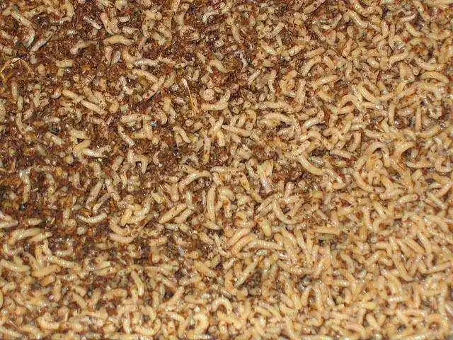 南方朋友请客上了一道特色菜恶心的没有胃口